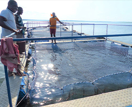 Production&Aquatique